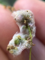 Callirhytis turnerii