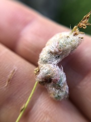 Callirhytis turnerii