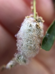 Callirhytis turnerii