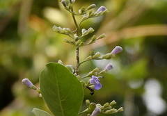 Vitex rotundifolia