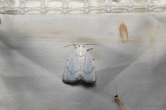 Chasminodes nigrilinea