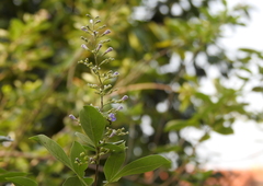 Vitex rotundifolia