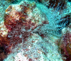 Laviactis lucida