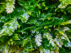 Rhynchostegium serrulatum