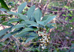 Vitex rotundifolia