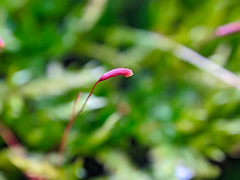 Rhynchostegium serrulatum