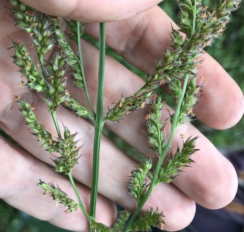 Florida cockspur grass (Echinochloa paludigena)