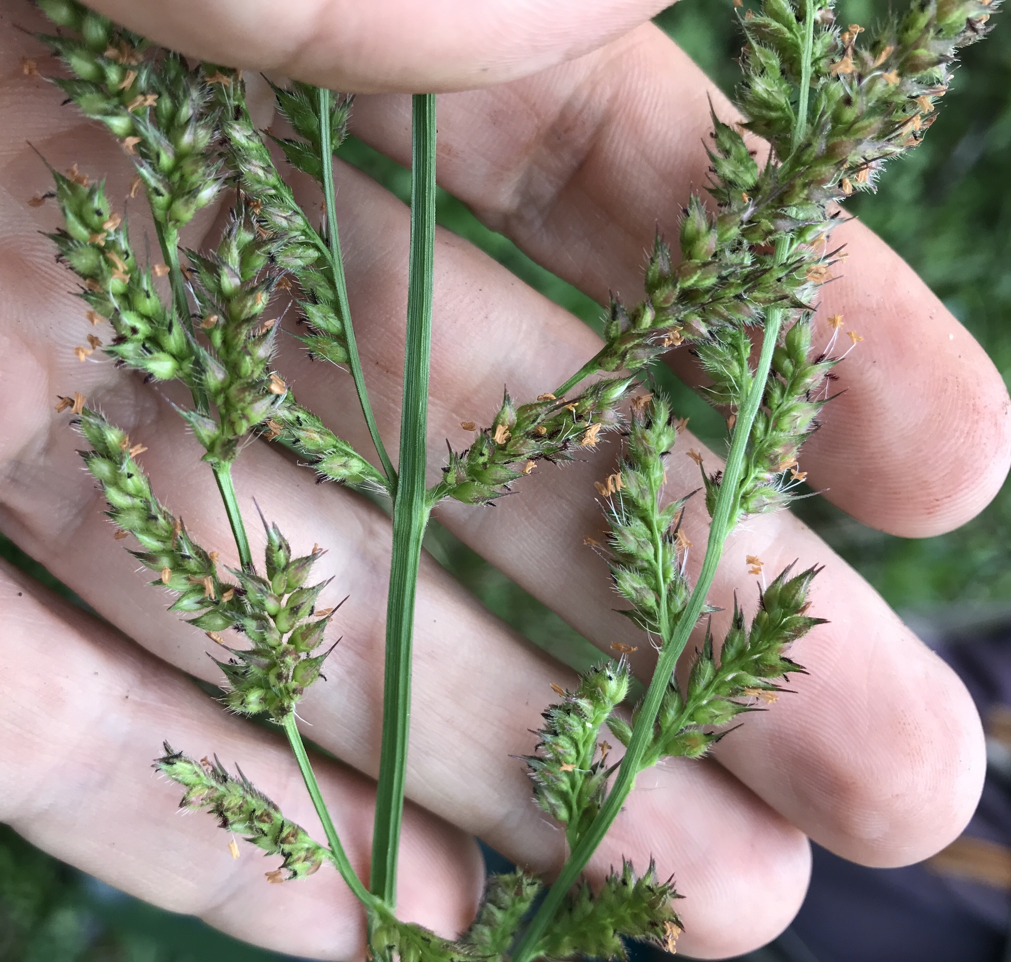 Echinochloa paludigena