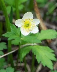 Trollius laxus