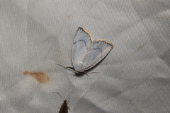 Chasminodes nigrilinea