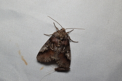 Protomiselia bilinea