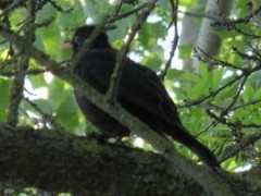 Turdus merula