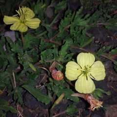 Oenothera pubescens