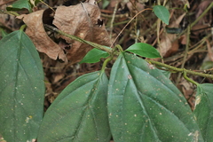 Urceola micrantha