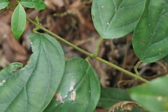 Urceola micrantha