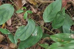 Urceola micrantha