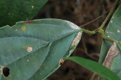 Urceola micrantha
