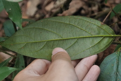Urceola micrantha