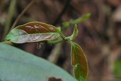 Urceola micrantha