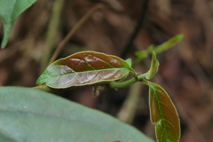 Urceola micrantha