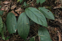 Urceola micrantha
