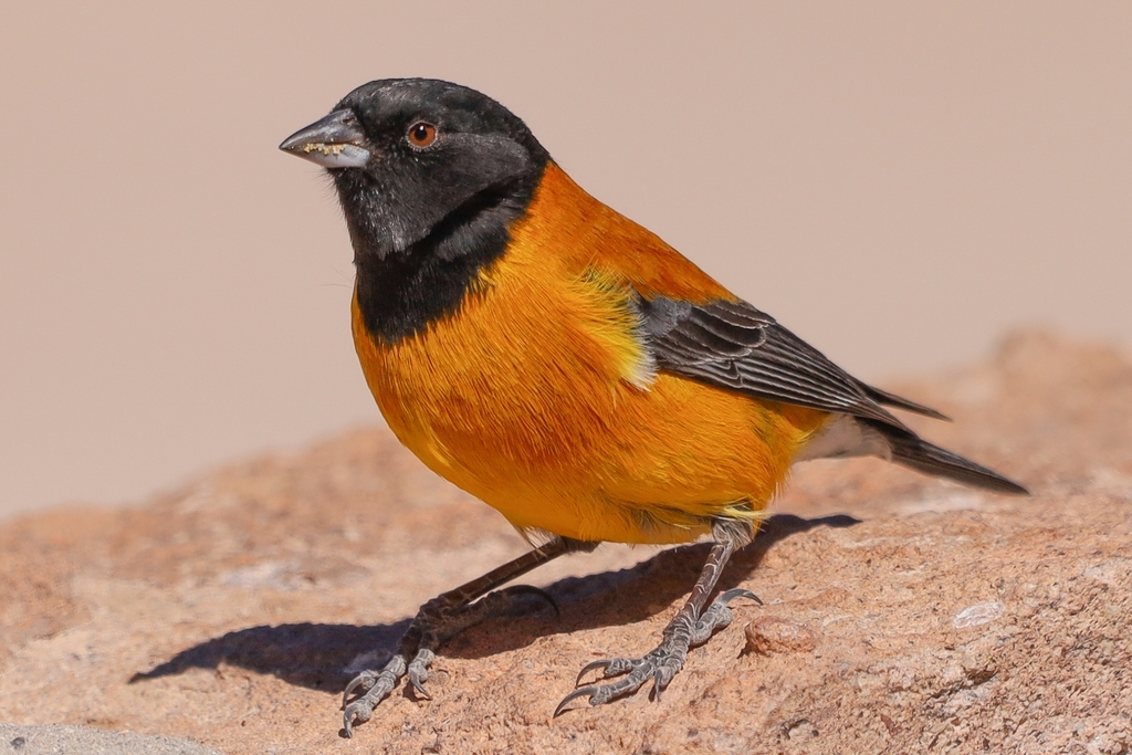 Black-Hooded Sierra Finch