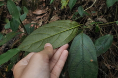 Urceola micrantha