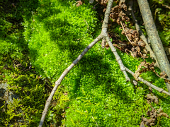 Ptychostomum moravicum