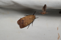 Sineugraphe oceanica