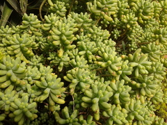 Sedum pachyphyllum