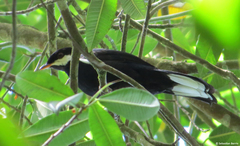 Entomodestes coracinus