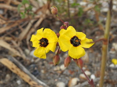 Tuberaria major