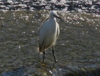 Egretta garzetta