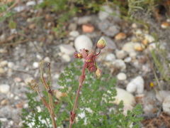 Tuberaria major