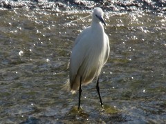 Egretta garzetta