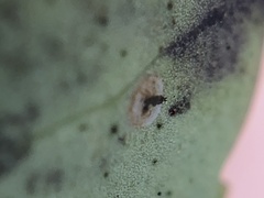 Phytomyza glabricola