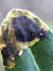 Phytomyza glabricola