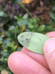 Phytomyza glabricola