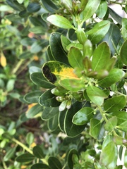 Phytomyza glabricola