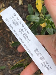 Phytomyza glabricola