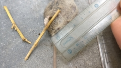 Mus musculus