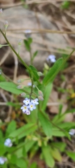 Myosotis arvensis