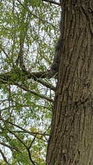 Sciurus carolinensis