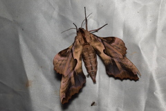 Phyllosphingia dissimilis