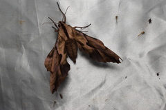 Phyllosphingia dissimilis