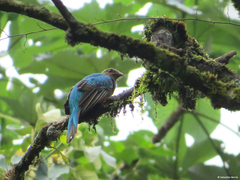 Pharomachrus auriceps