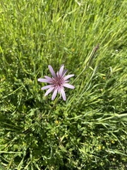 Tragopogon eriospermus