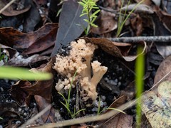 Ramaria capitata