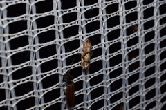 Coenobiodes granitalis