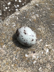 Antrostomus vociferus